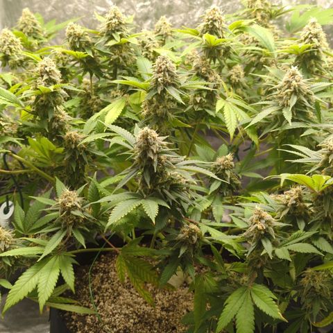 Critical Widow growlog timeline photo
