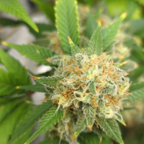 Critical Widow growlog timeline photo