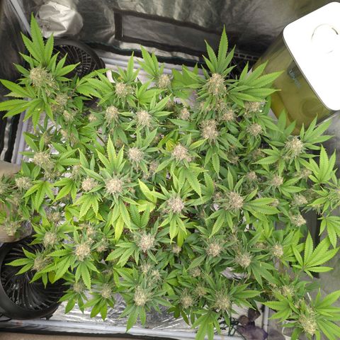 Critical Widow growlog timeline photo