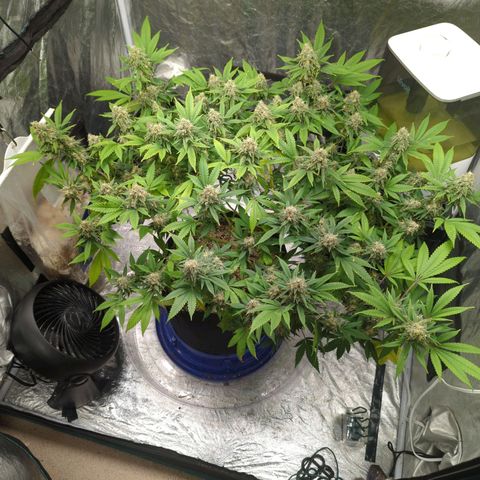 Critical Widow growlog timeline photo