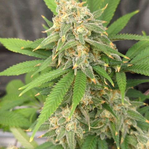 Critical Widow growlog timeline photo