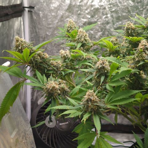 Critical Widow growlog timeline photo