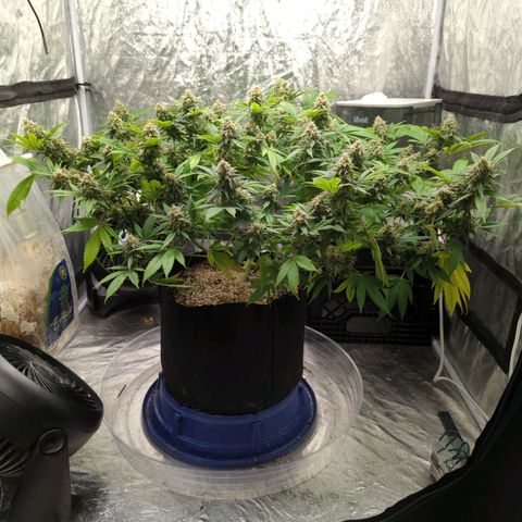 Critical Widow growlog timeline photo