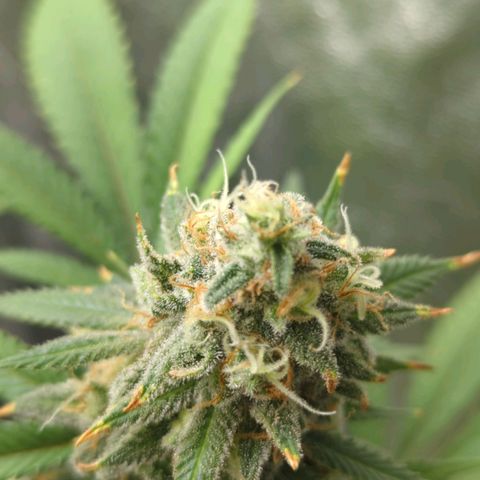 Critical Widow growlog timeline photo
