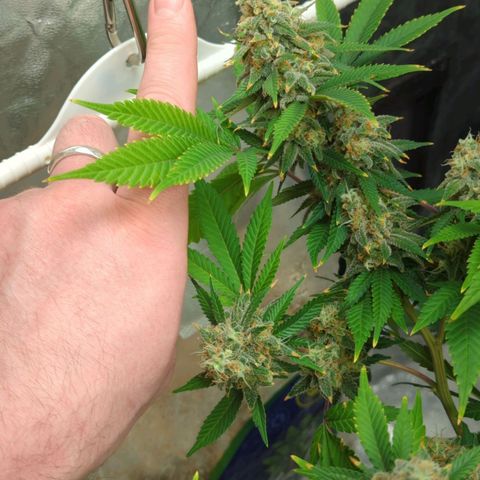 Critical Widow growlog timeline photo