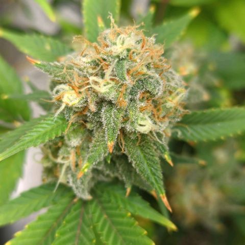 Critical Widow growlog timeline photo