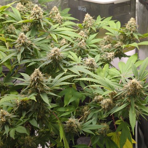 Critical Widow growlog timeline photo