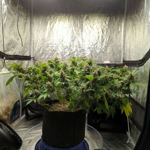 Critical Widow growlog timeline photo