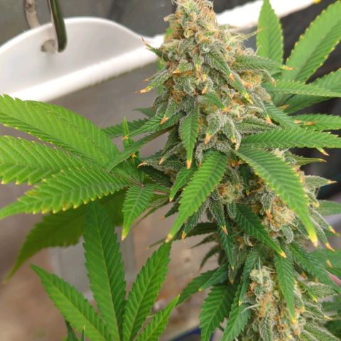 Critical Widow growlog timeline photo