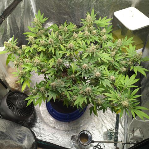 Critical Widow growlog timeline photo