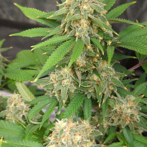 Critical Widow growlog timeline photo