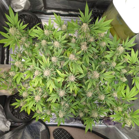 Critical Widow growlog timeline photo