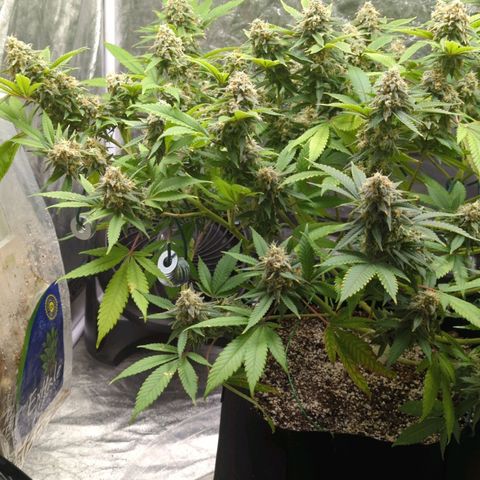 Critical Widow growlog timeline photo