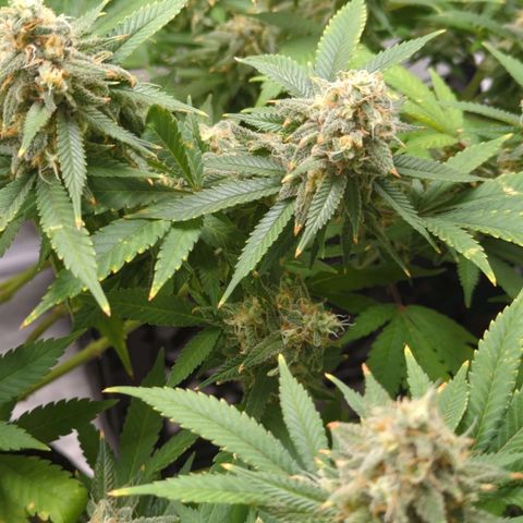 Critical Widow growlog timeline photo