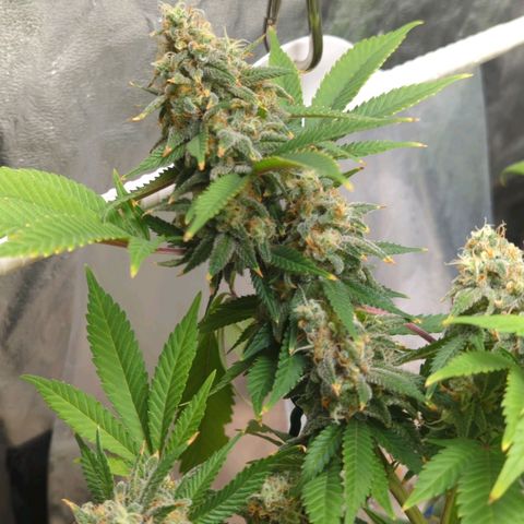 Critical Widow growlog timeline photo