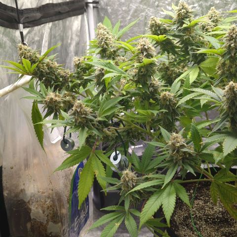 Critical Widow growlog timeline photo
