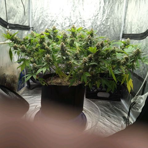 Critical Widow growlog timeline photo