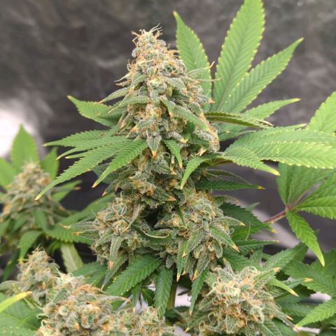 Critical Widow growlog timeline photo