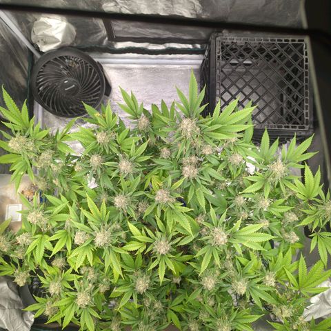 Critical Widow growlog timeline photo