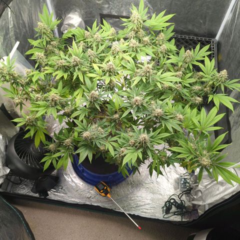 Critical Widow growlog timeline photo