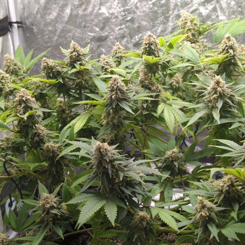 Critical Widow growlog timeline photo