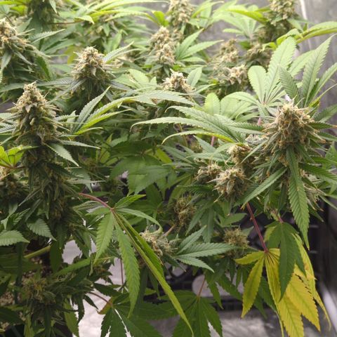 Critical Widow growlog timeline photo