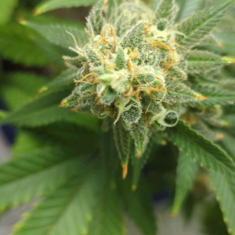 Critical Widow growlog timeline photo