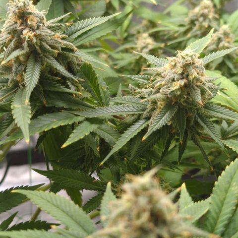 Critical Widow growlog timeline photo