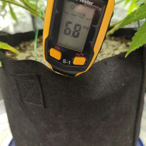 Critical Widow growlog timeline photo
