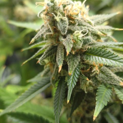 Critical Widow growlog timeline photo