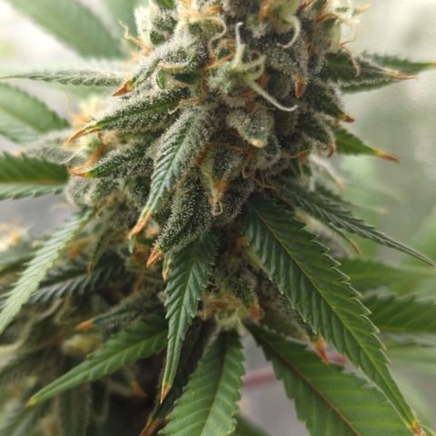 Critical Widow growlog timeline photo