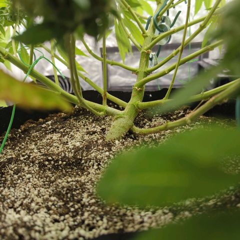 Critical Widow growlog timeline photo