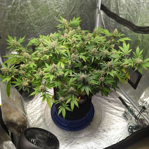 Critical Widow growlog timeline photo