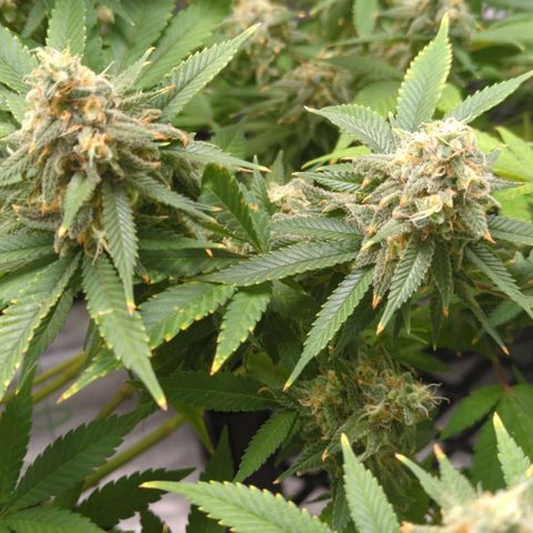 Critical Widow growlog timeline photo