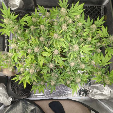 Critical Widow growlog timeline photo