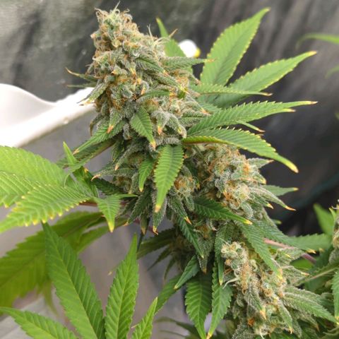Critical Widow growlog timeline photo