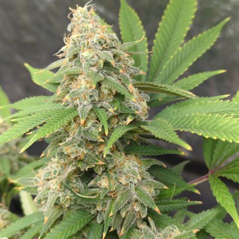 Critical Widow growlog timeline photo