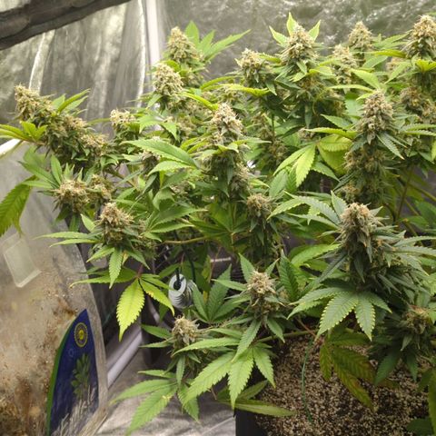 Critical Widow growlog timeline photo