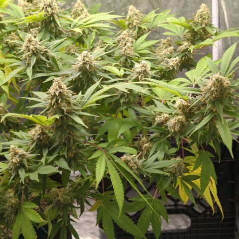Critical Widow growlog timeline photo