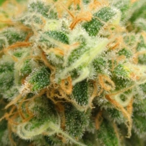 Critical Widow growlog timeline photo