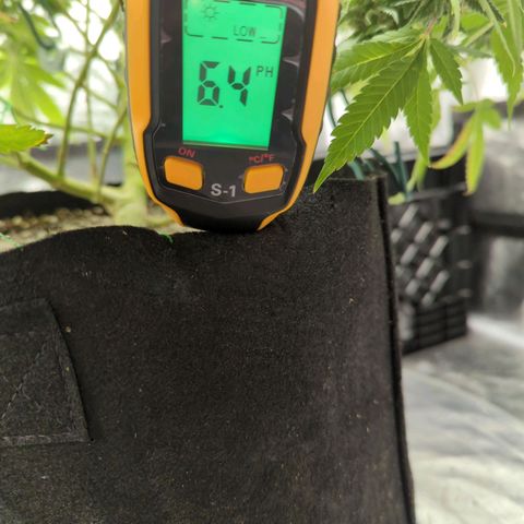 Critical Widow growlog timeline photo