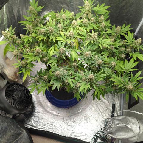 Critical Widow growlog timeline photo