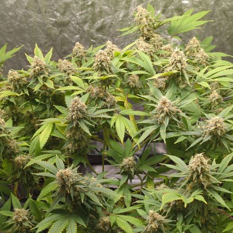 Critical Widow growlog timeline photo