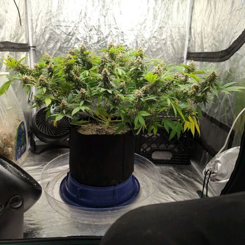 Critical Widow growlog timeline photo