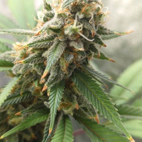 Critical Widow growlog timeline photo