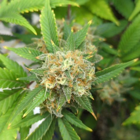 Critical Widow growlog timeline photo