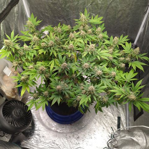Critical Widow growlog timeline photo