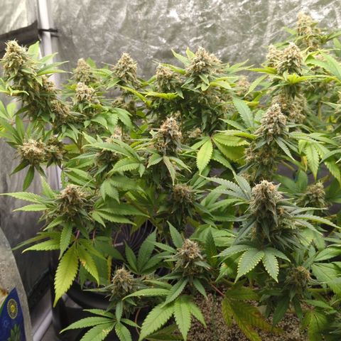 Critical Widow growlog timeline photo
