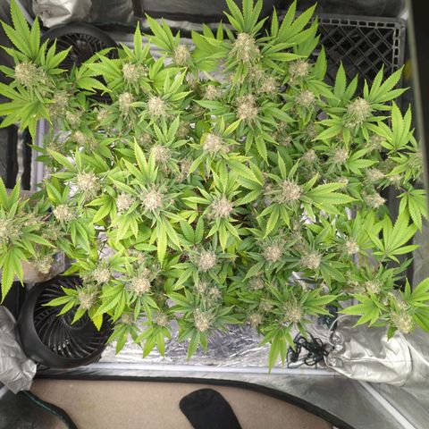 Critical Widow growlog timeline photo