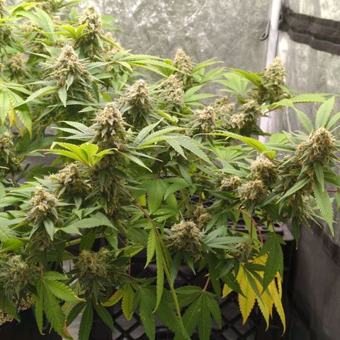 Critical Widow growlog timeline photo